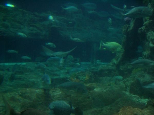giant atoll reef aquarium