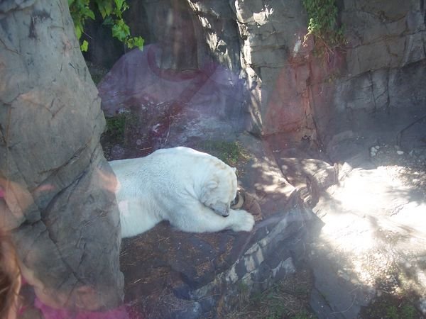 giant polar bear at the central park zoo