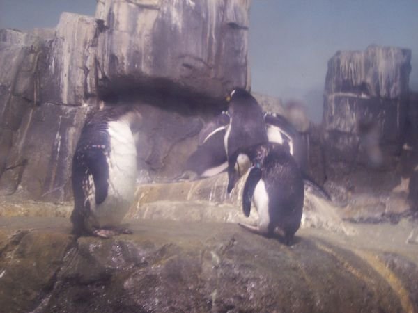 penguins at the central park zoo