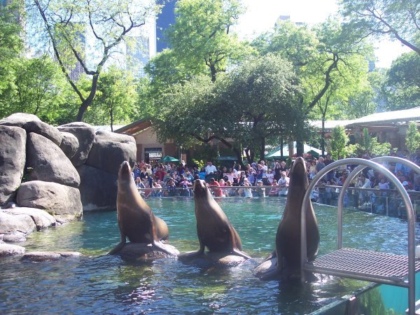 sea lions at the central park zoo