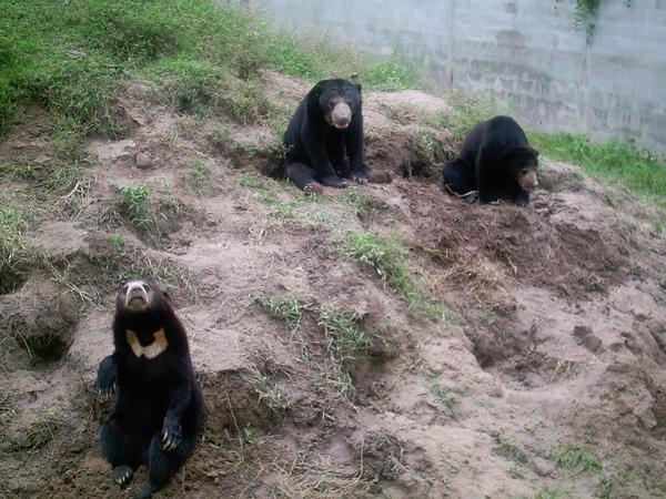 Sun Bears!
