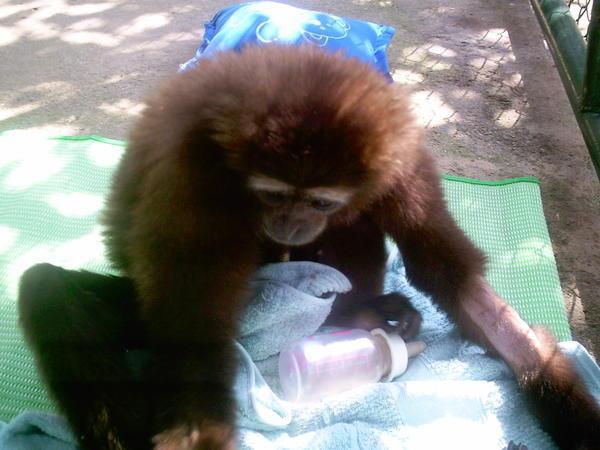 Saved Gibbon!