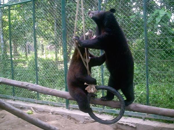 Bears Playing!