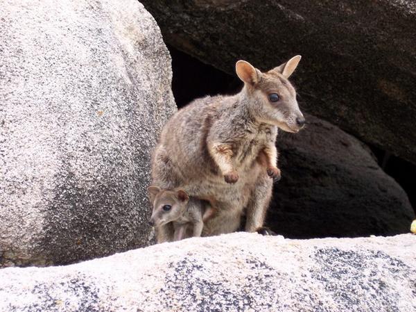 Kangaroo with baby!