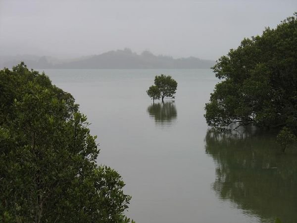 mangroves, mangroves