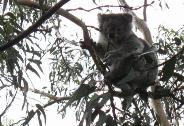 mini-koala