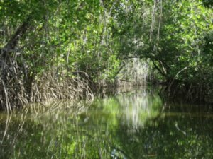 kayaking thru mangroove channels