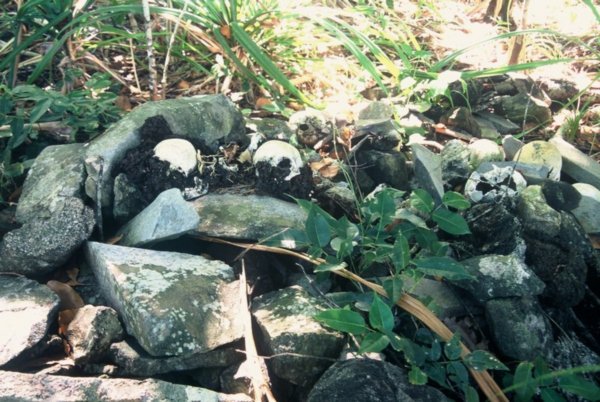 a skull site