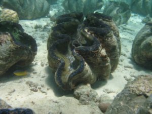 clams