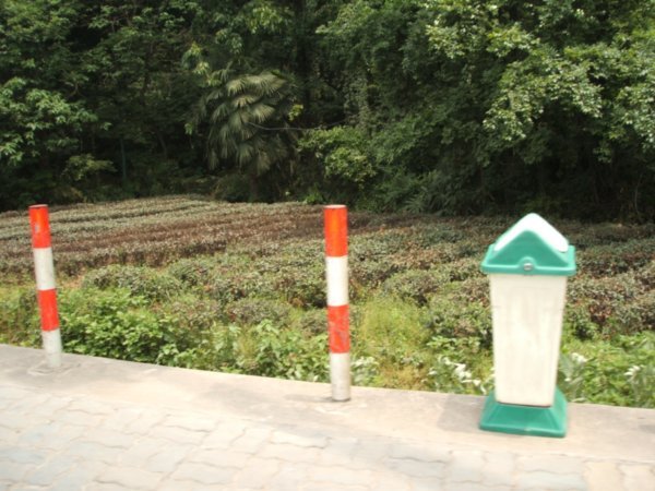 Tea planted roadside