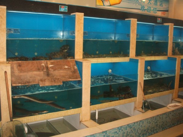 fish display