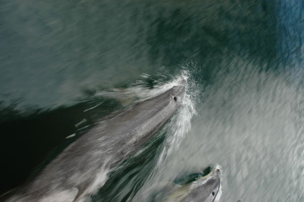 Dolphins play with the boat