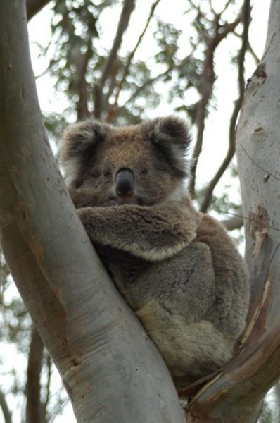 Koala wondering what we're looking at