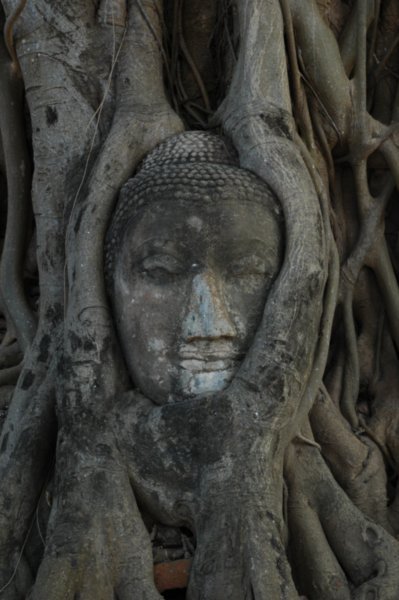 Budha in a tree