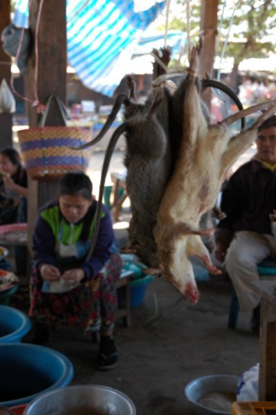 Rats in the market