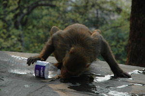 Monkeys like mineral water too