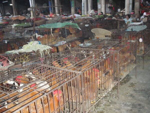 The livestock market