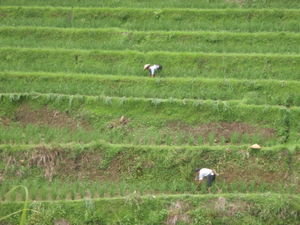 Working the rice terraces