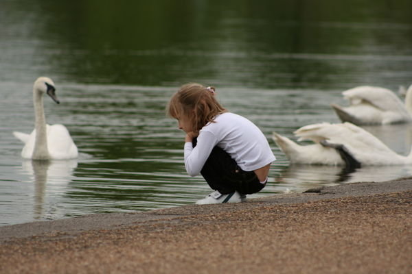Hyde Park swans
