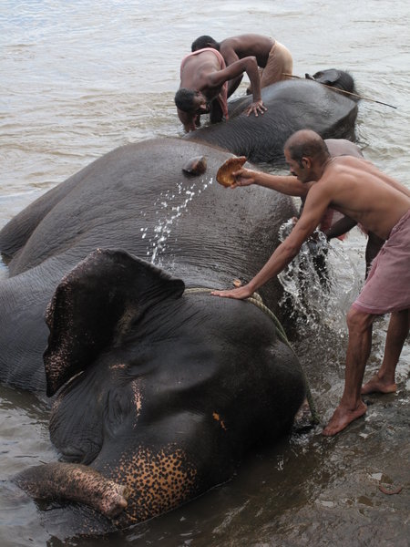 Kodanad elephant wash 
