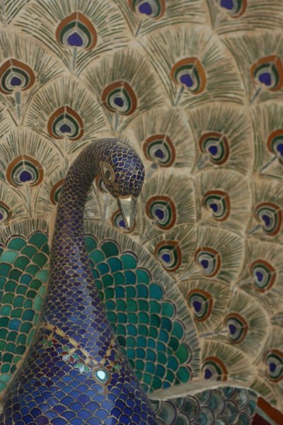 Palace peacock