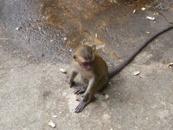 Awww....the naughty baby monkey