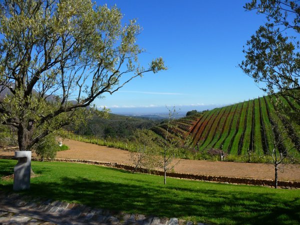 more vineyards
