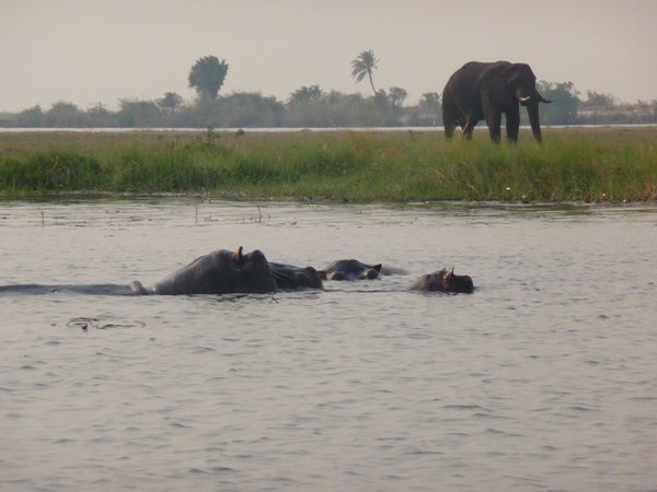 evening river cruise on the chobe
