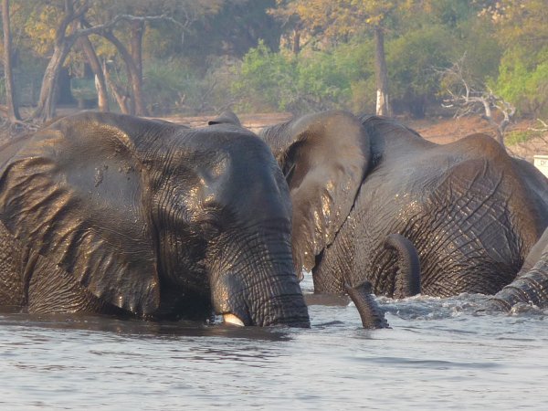 elephants swimming