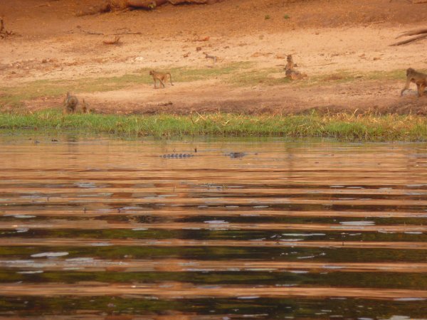 crocodile approaching baboons