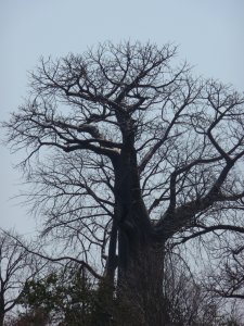 magnificent baobab tree