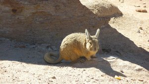 one of the locals: meet the Viscacha