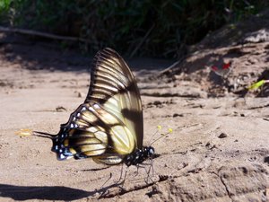 Amazon butterfly