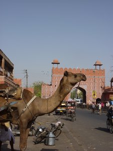 Camel streetscene in Old Jaipur