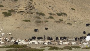 Nomadic herders -- Leh - Manali