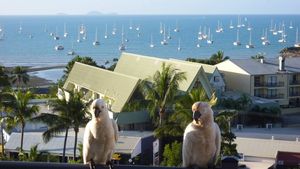 Birds and boats - Shute Harbour