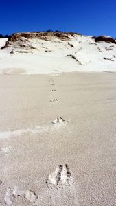 Roo prints from our camp - Straddie