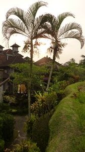 Across the rice fields to our hostel. Ubud