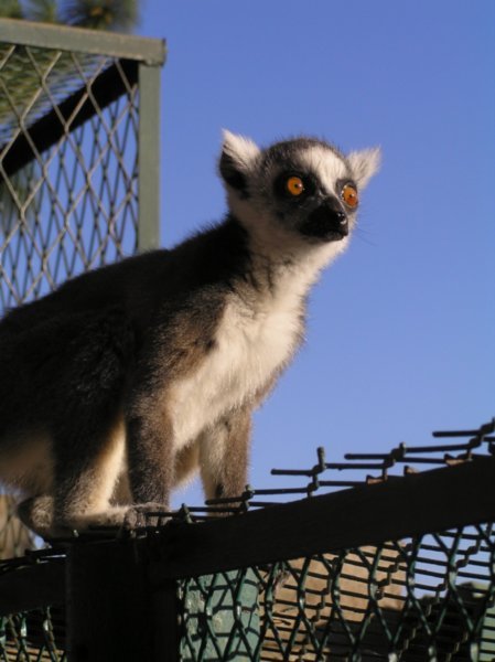 Day 4 - Lemur