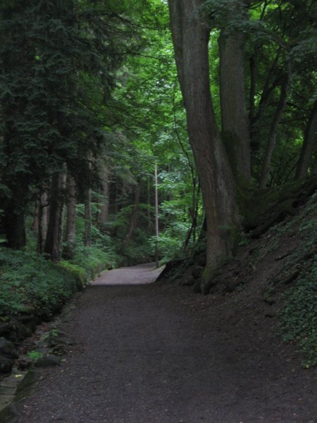 Quiet Forest Trail