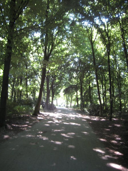 The Tiergarten