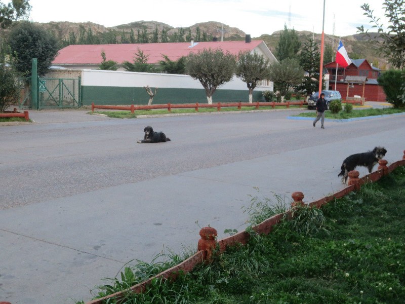 When you're a dog in Chile Chico, you might as well just lie down in the middle of main street, right?