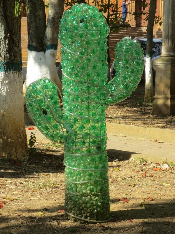 Pop Bottle Cactus
