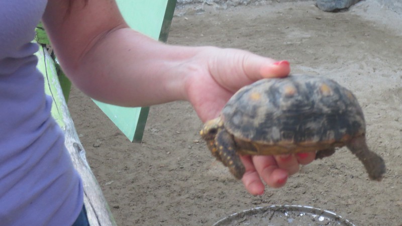 Turtle Being Handled by a Professional