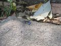 Blue Tailed Lizard