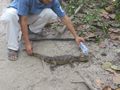 This is How You Water a Crocodile