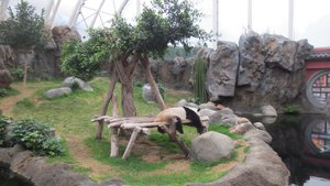 Sleeping Panda (Not Dead)