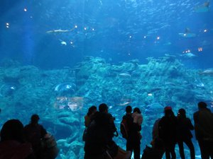 Huge Aquarium