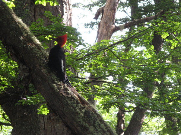 magellanic woodpecker