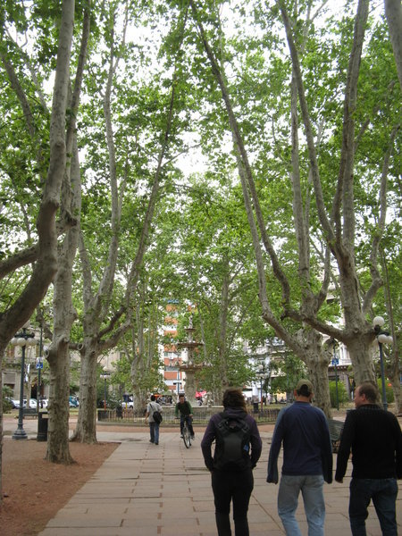 sycamore trees everywhere in montevideo